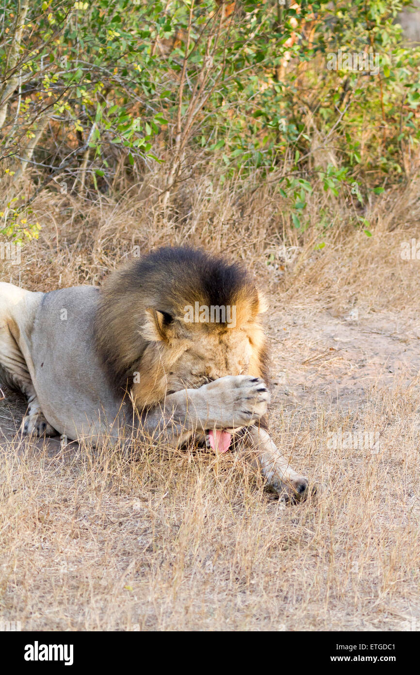 Männliche Löwen waschen Gesicht im Phinda Private Game Reserve, Südafrika Stockfoto