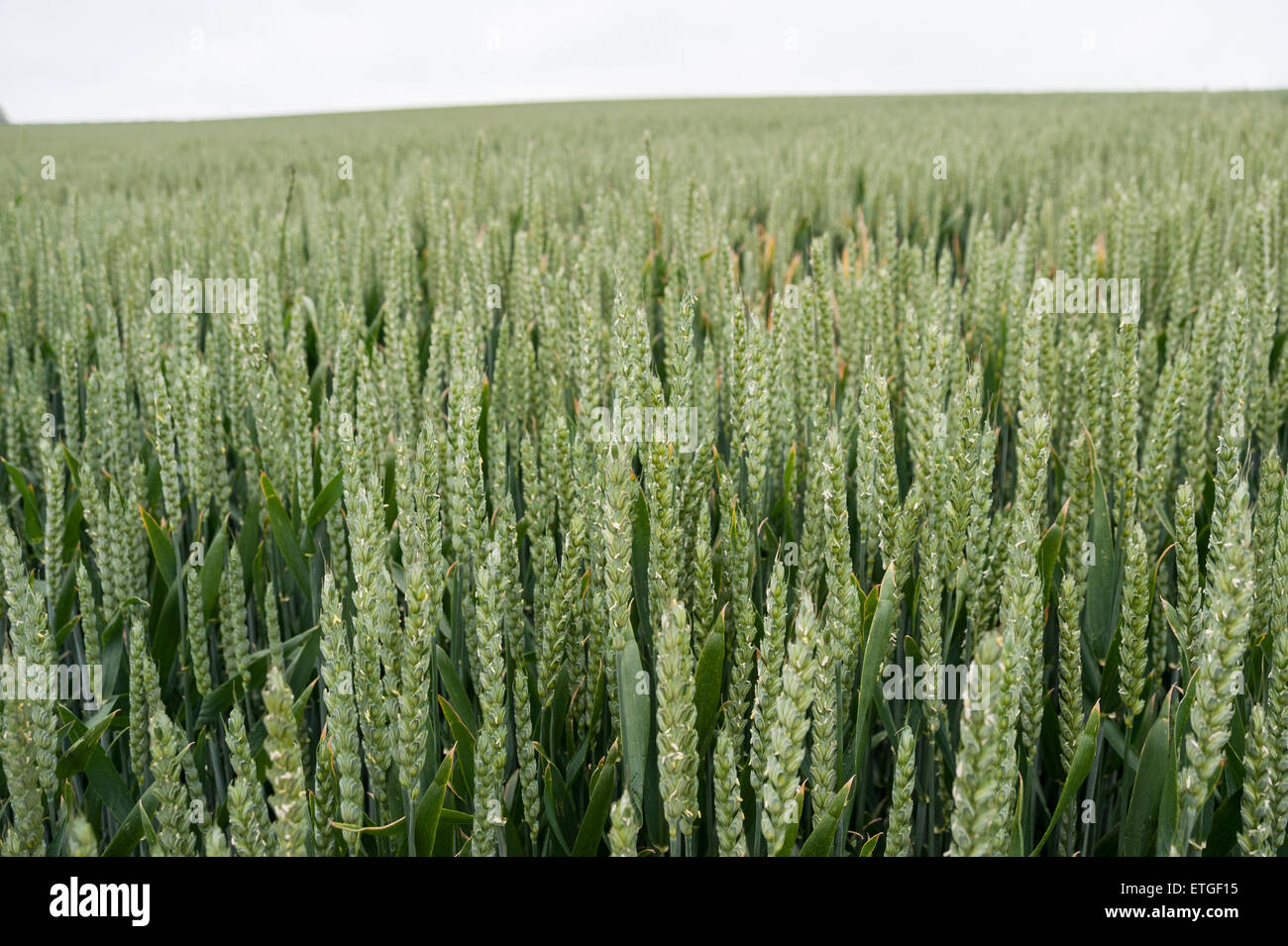 Kent, UK. 13. Juni 2015. Ein Weizenfeld nahe dem Dorf von Eynsford, Kent.  Bildnachweis: Stephen Chung / Alamy Live News Stockfoto