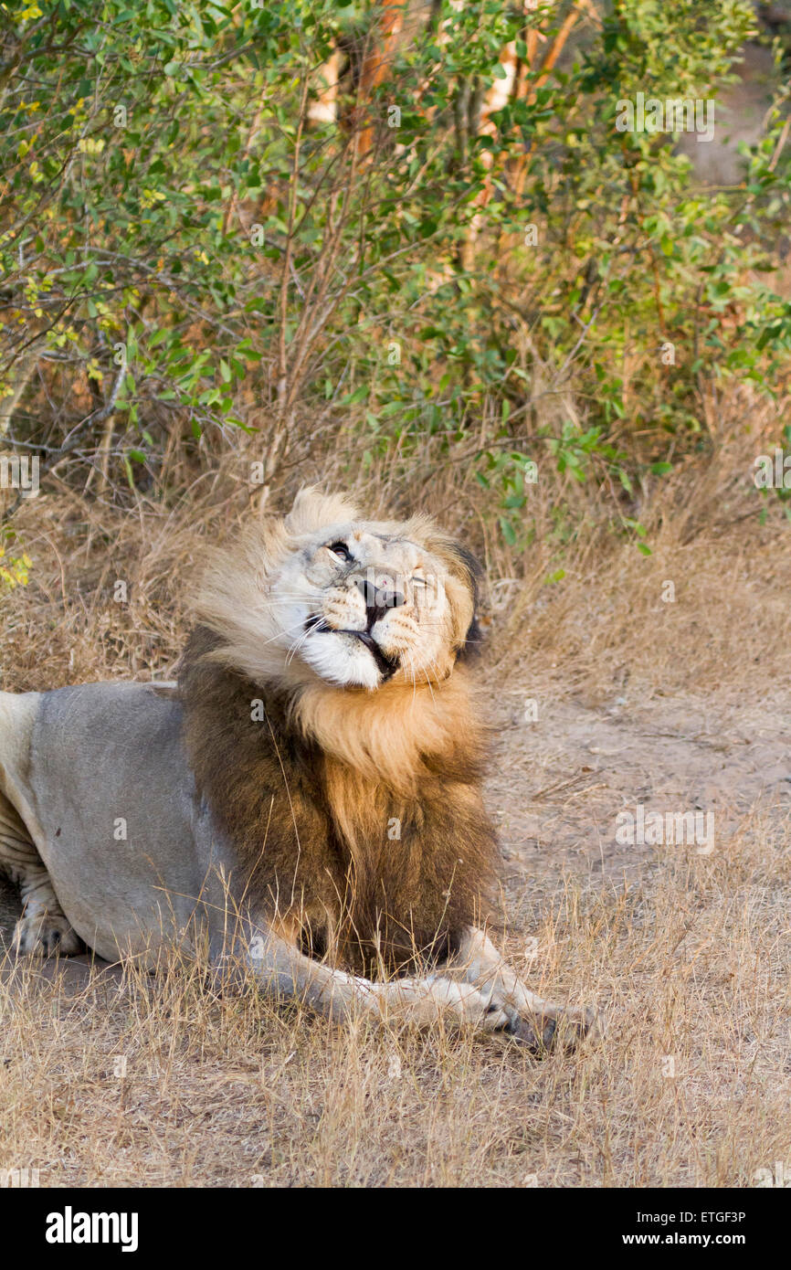 Männlicher Löwe Kopfschütteln im Phinda Private Game Reserve, Südafrika Stockfoto