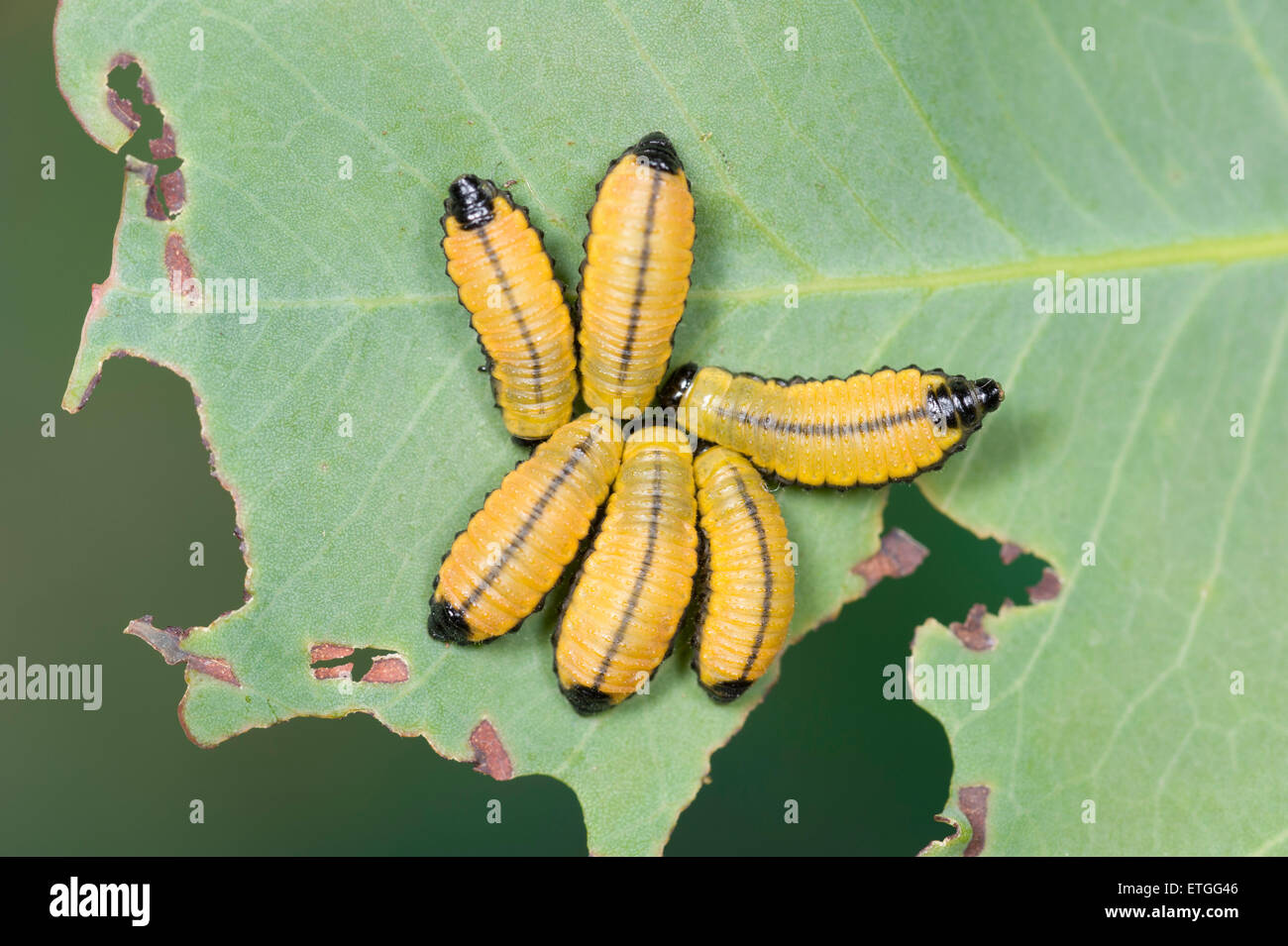 Eukalyptus Blattkäferlarven Stockfoto