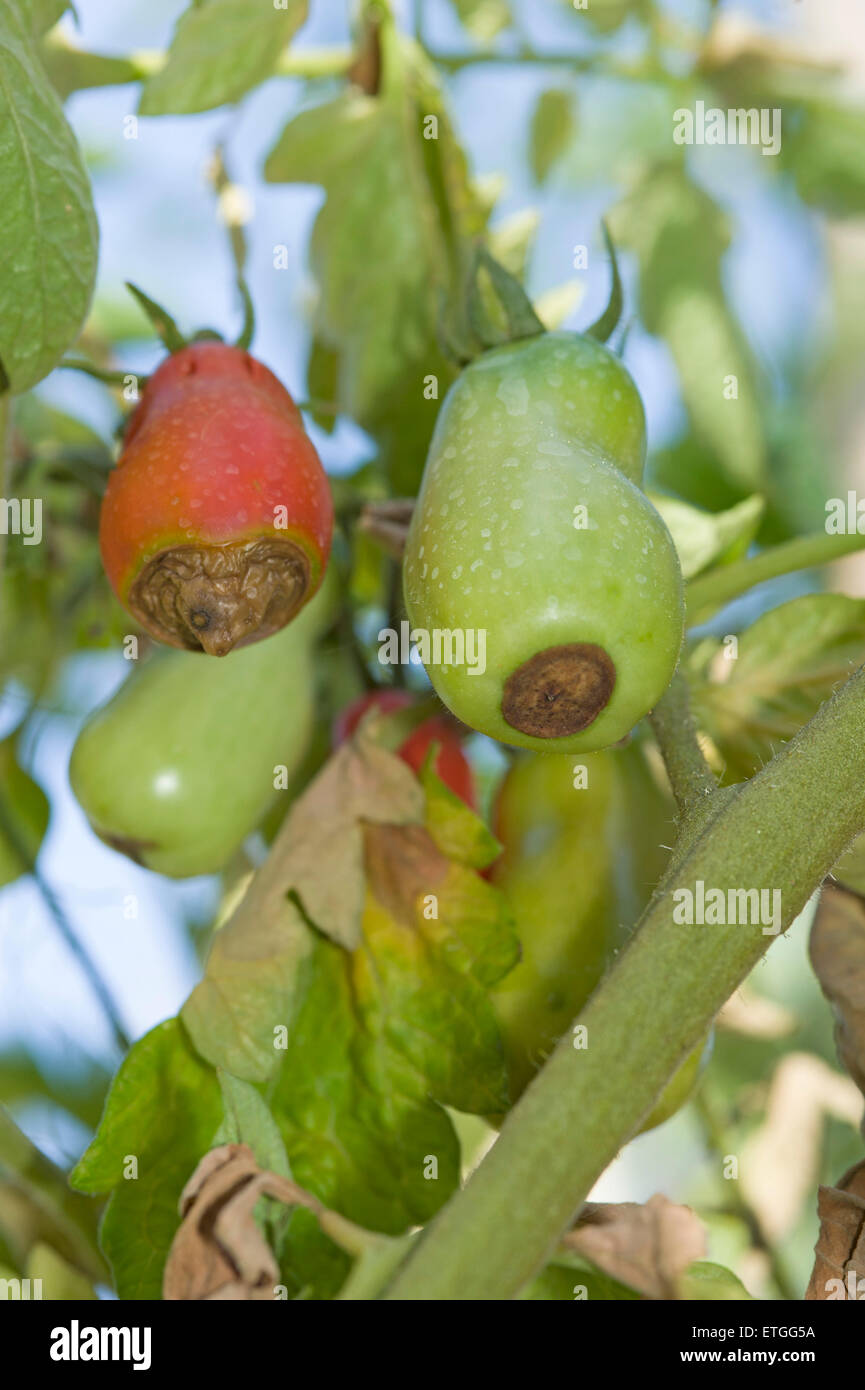 Blüte Ende Fäulnis Symptome auf Roma-Typ-Tomaten Stockfoto