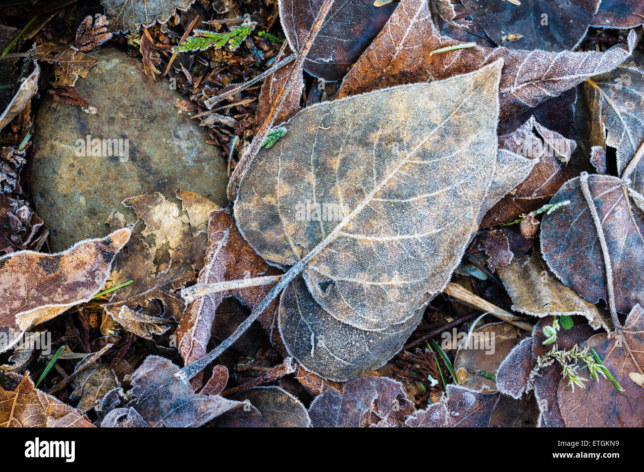 Hintergrund der gefrorenen Herbst Blätter auf Waldboden Stockfoto