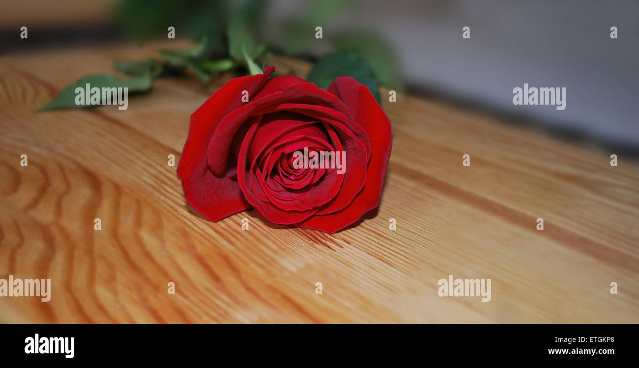 Rote Rose auf dem Holz Hintergrund Stockfoto