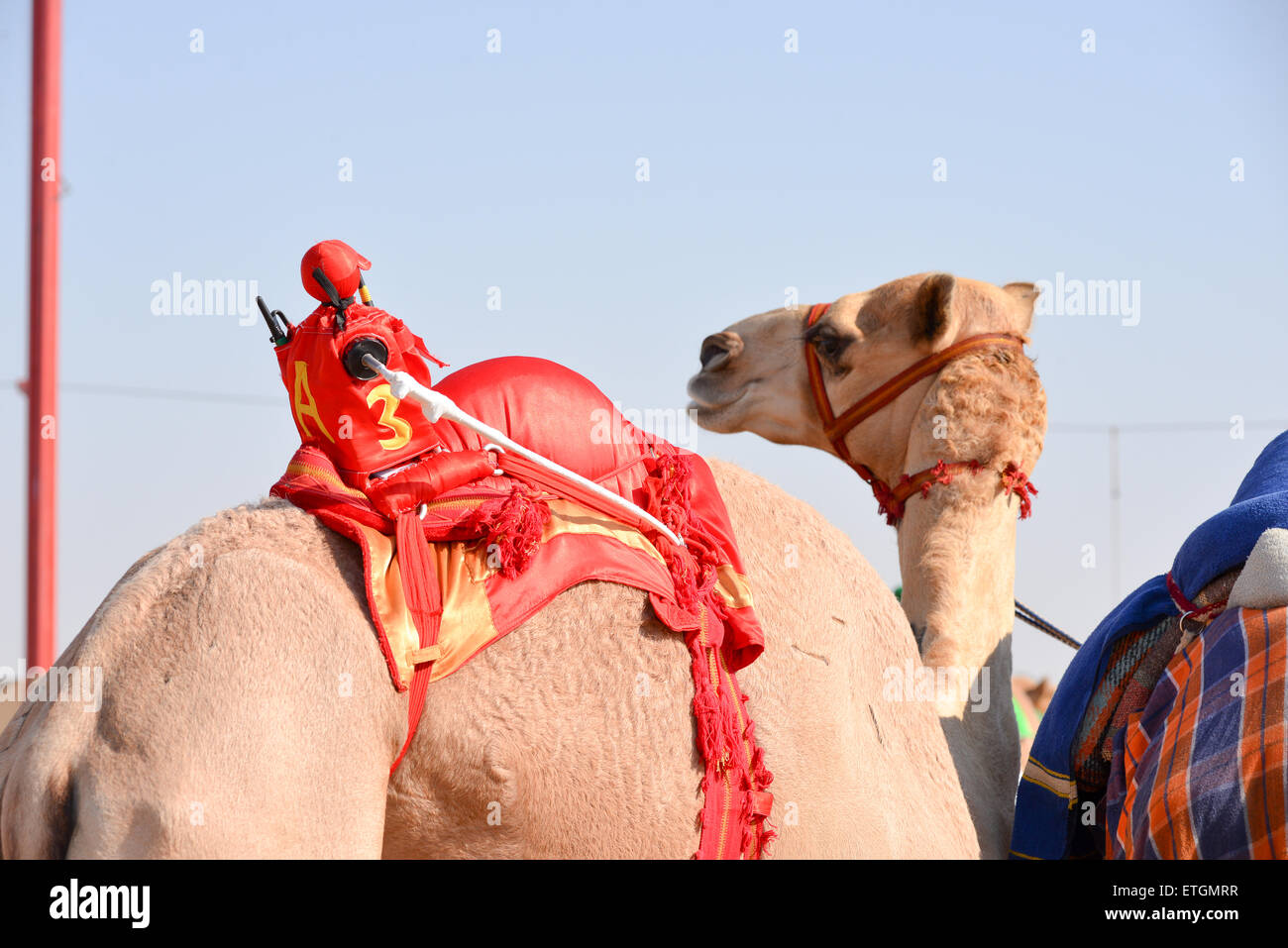 Roboter-Camel jockey auf einem Kamel vor einem Rennen in Abu Dhabi Stockfoto
