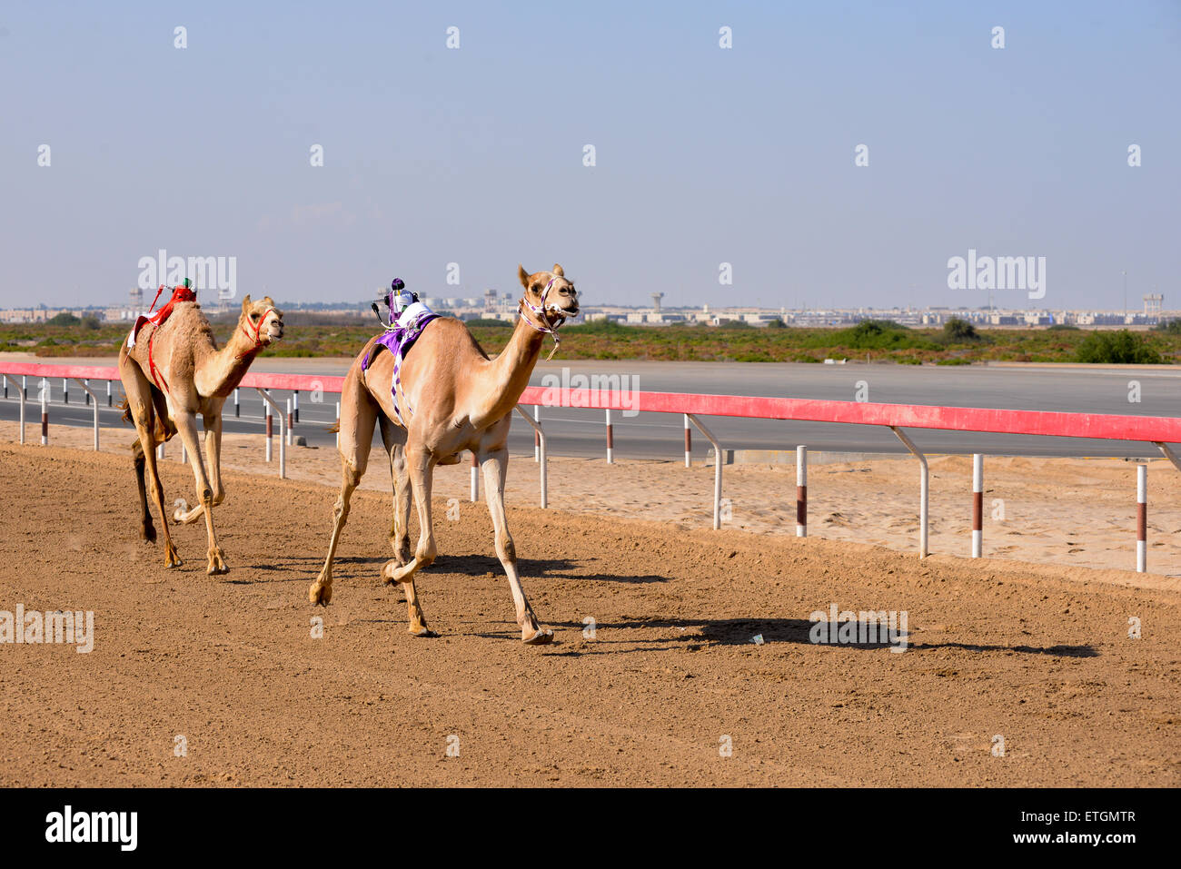 Zwei Kamele racing bei Al Wathba Camel Racecourse in Abu Dhabi Stockfoto