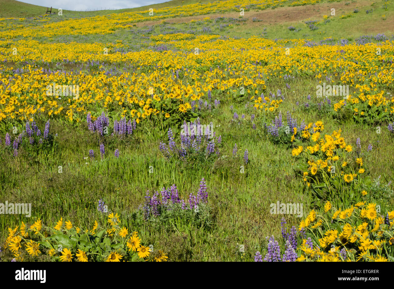 Wildblumenwiese mit einheimischen Balsamwurzel und Lupin Pflanzen Stockfoto