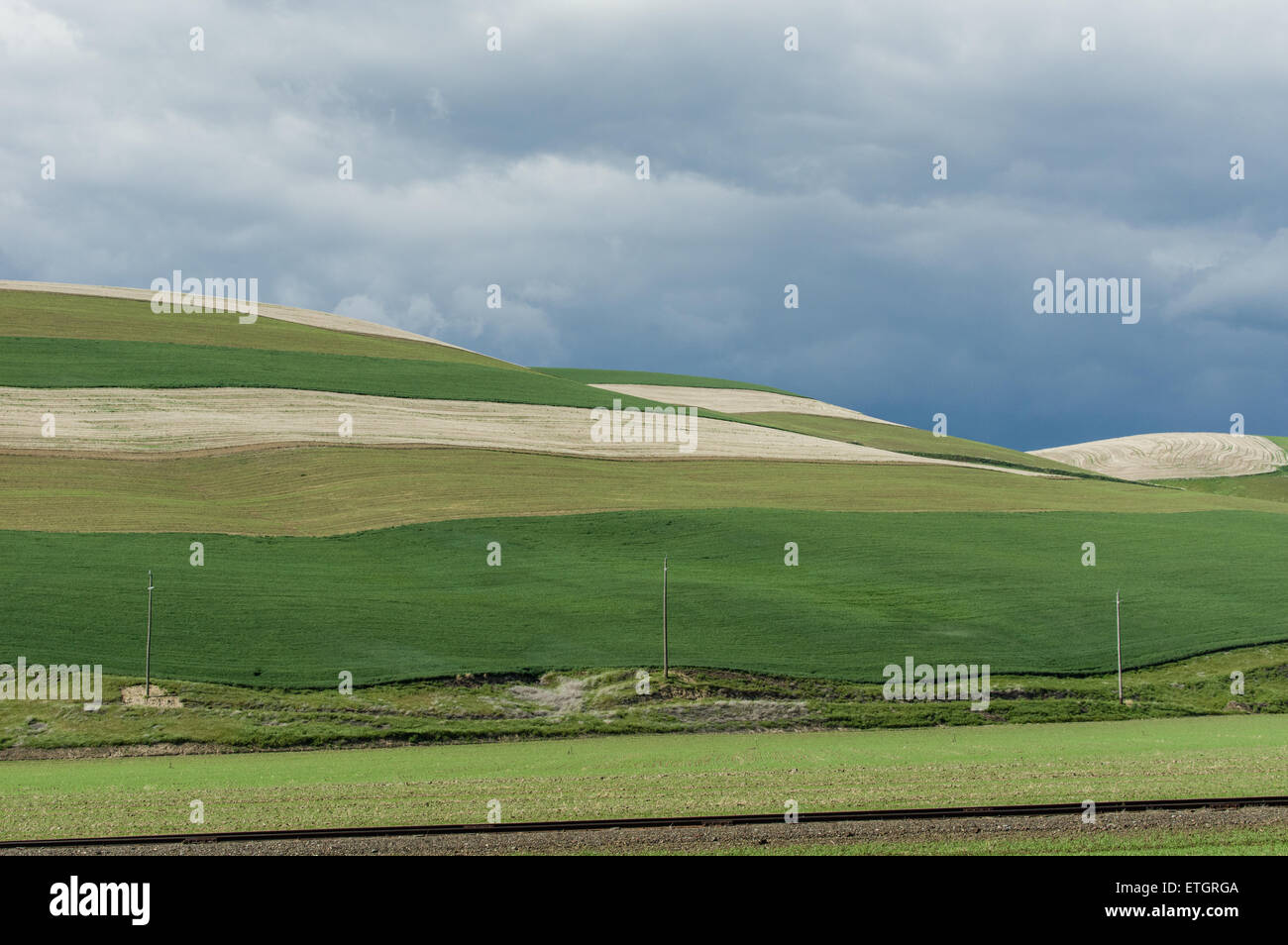 Sanften grünen Feldern mit Streifen zuschneiden Stockfoto