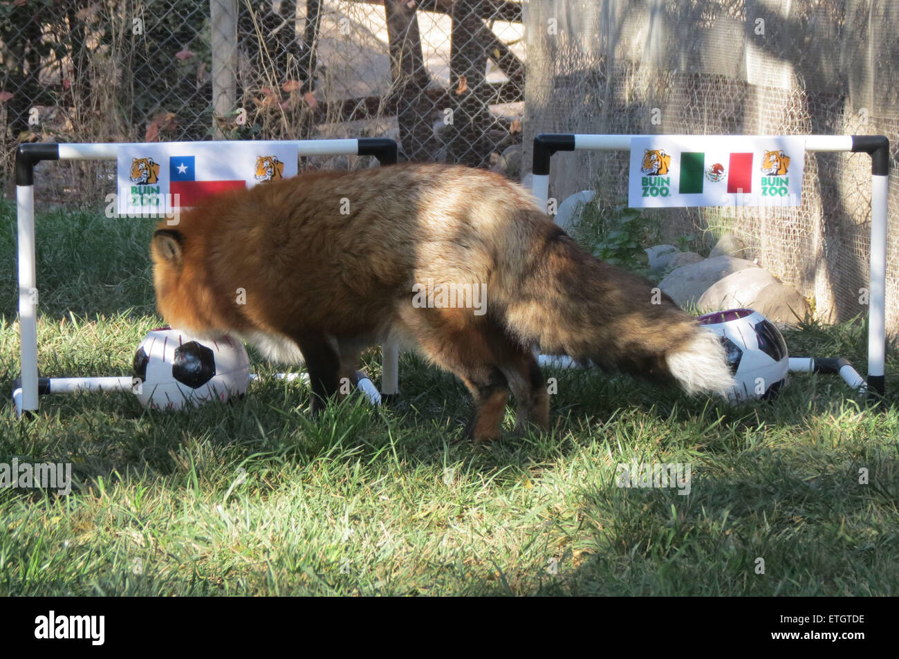 (150614)--SANTIAGO, 14. Juni 2015 (Xinhua)--Bild am 13. Juni 2015 Buin Zoo Park zeigt Red Fox "Zincha" wählen ein Ziel als Vorhersage für das Spiel des Jahres 2015 Copa America zwischen Chile und Mexiko, auf dem Buin Zoo Park in Santiago, Chile, am 12. Juni 2015. Red Fox "Zincha" am Freitag machte seine Prognose für das zweite Spiel von Chile in 2015 Copa America gegen Mexiko am 15. Juni stattfinden und die den Triumph von Chile vorhergesagt. Die Vorhersage bestand aus zwei Ziele mit den Flaggen beider Länder und unter jeweils einen kugelförmigen Behälter mit Fleisch innen setzen und "Zink Stockfoto