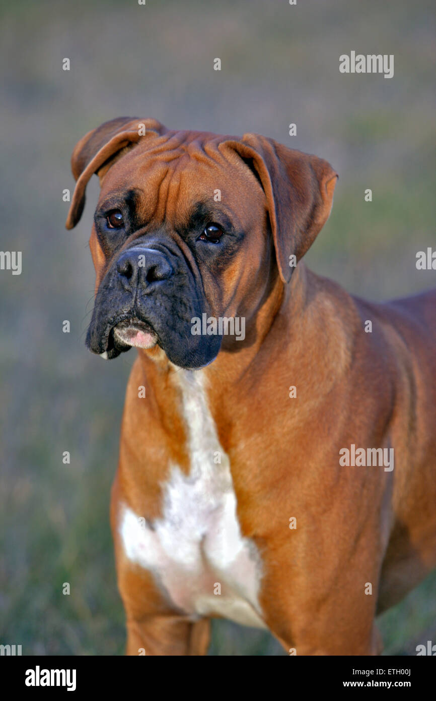 Boxerhund Rüde steht in Wiese Portrait Kopf Nahaufnahme Stockfoto