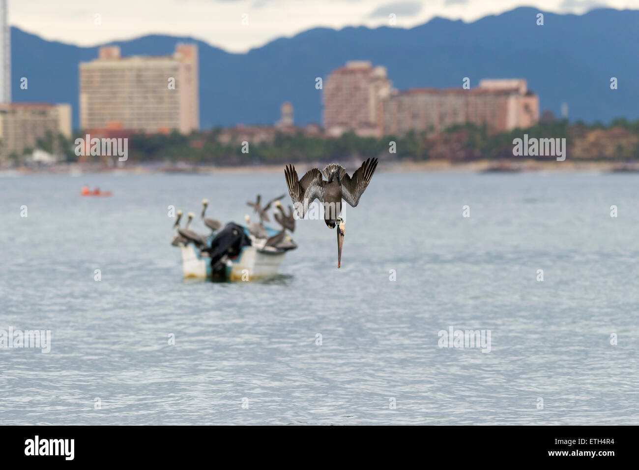 Ein Pelikan Vogel fliegen und Tauchen mit Gebäuden und ein Boot im Hintergrund. Stockfoto
