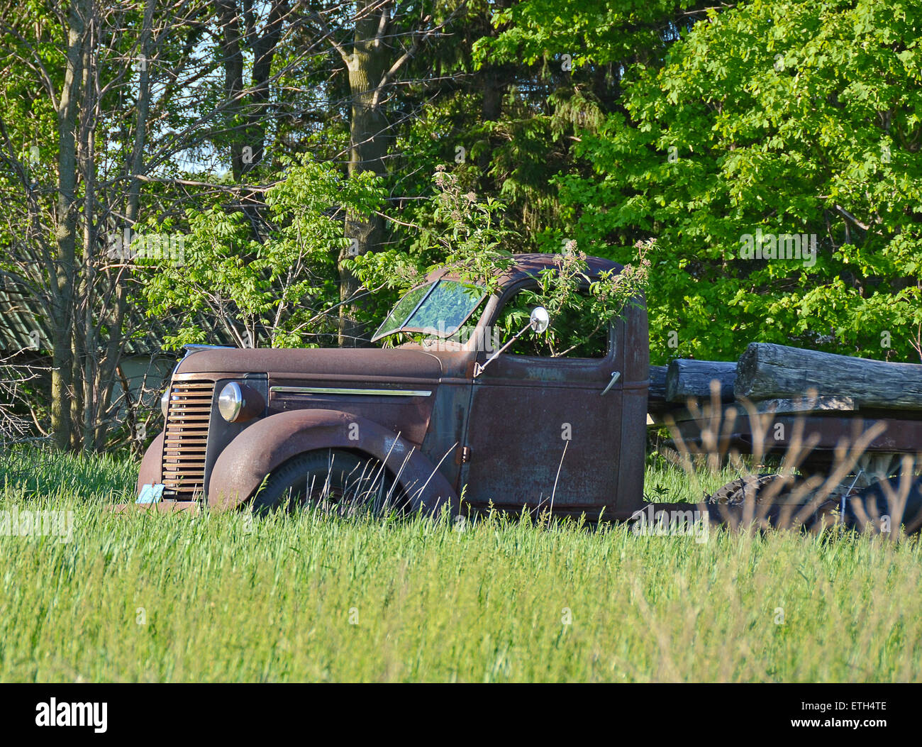 Alte rostige LKW mit Baum wächst in einer der vorderen Kabine. Stockfoto