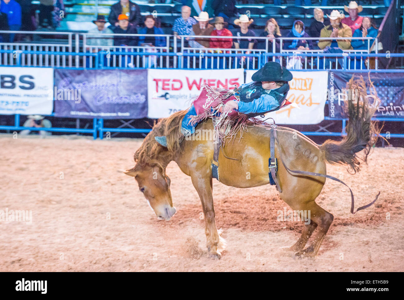 Cowboy-Teilnahme an einem Bucking Horse Wettbewerb bei den Helldorado Days Rodeo Stockfoto