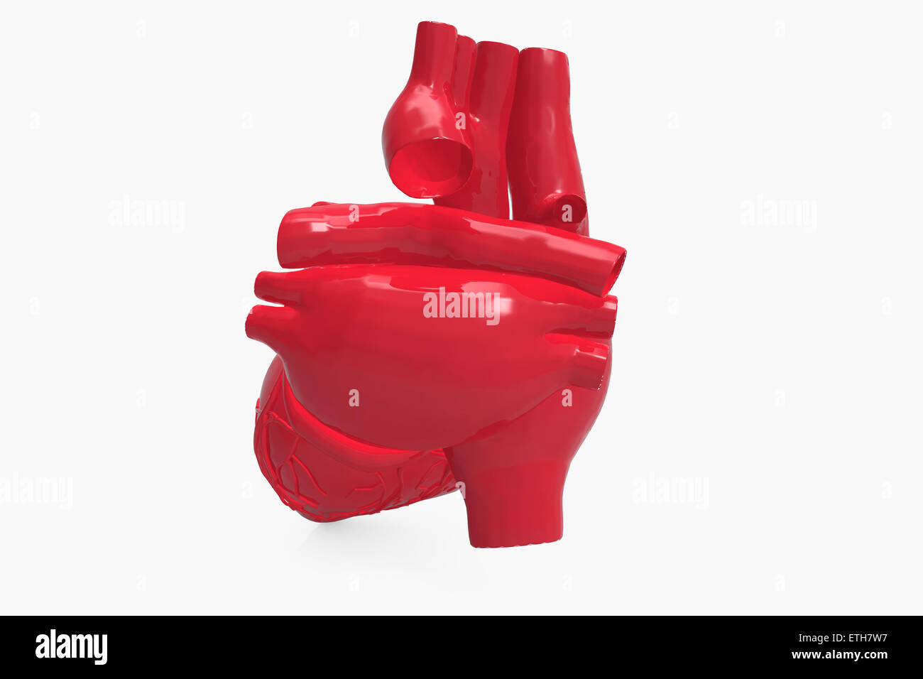 Menschliches Herz Stockfoto
