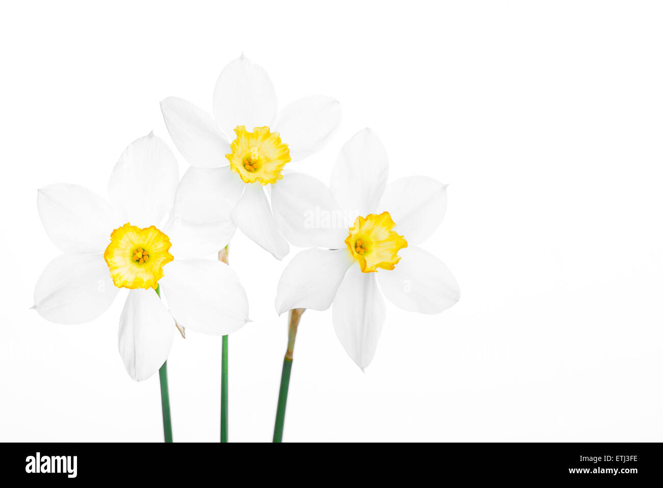 Frühling Blumen Rahmen, schöne frische Narzissen Blumen Stockfoto