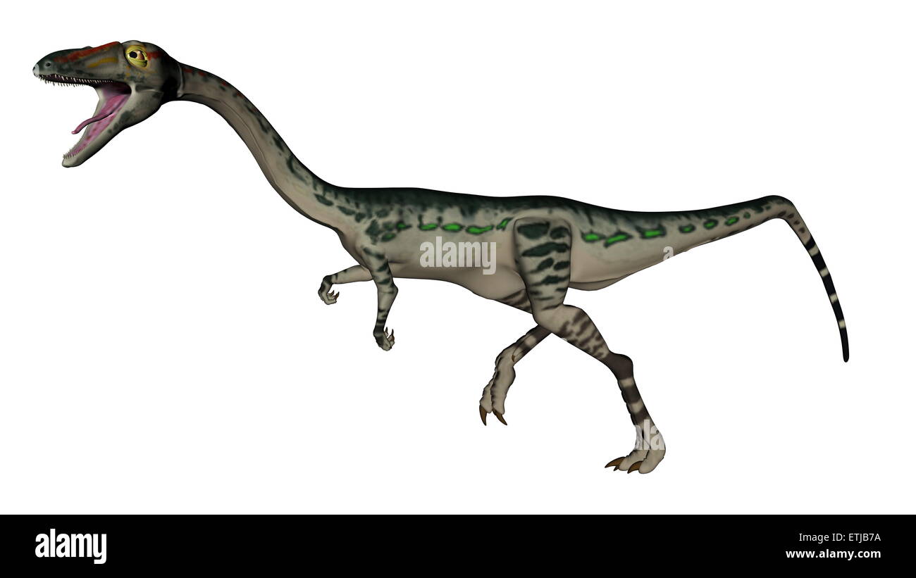 Coelophysis Dinosaurier laufen isoliert in weißem Hintergrund - 3D render Stockfoto