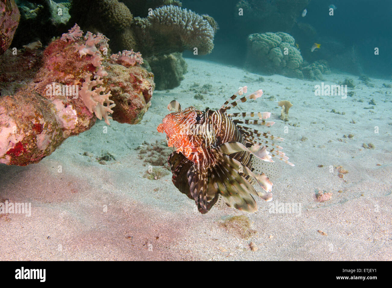 Afrikanische Rotfeuerfische, Deepwater Firefish oder Frillfin Turkeyfish (Pterois Mombasae) Stockfoto