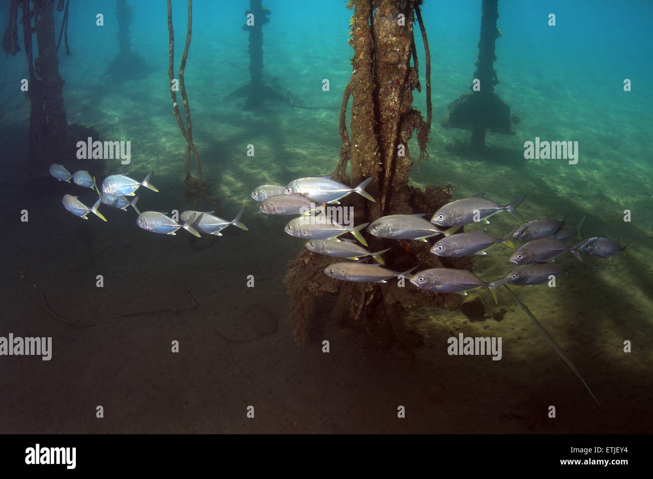 Insel Trevally (Carangoides Orthogrammus) Rotes Meer, Ägypten, Marsa Alam, Abu Dabab Stockfoto