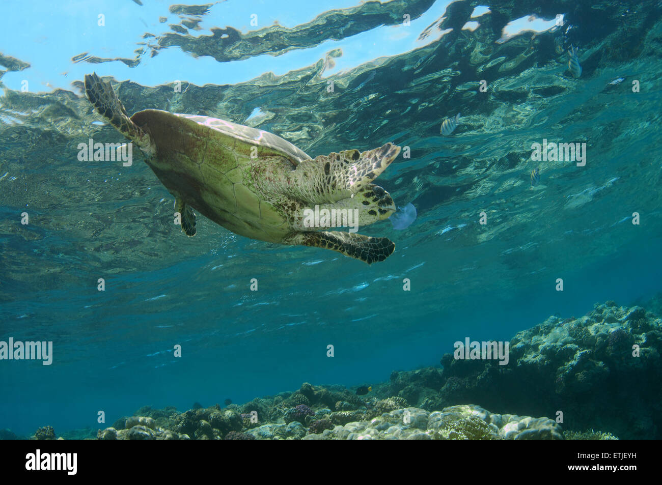 echte Karettschildkröte (Eretmochelys Imbricata) Essen Quallen, Abu Dabab, Marsa Alam, Rotes Meer, Ägypten Stockfoto