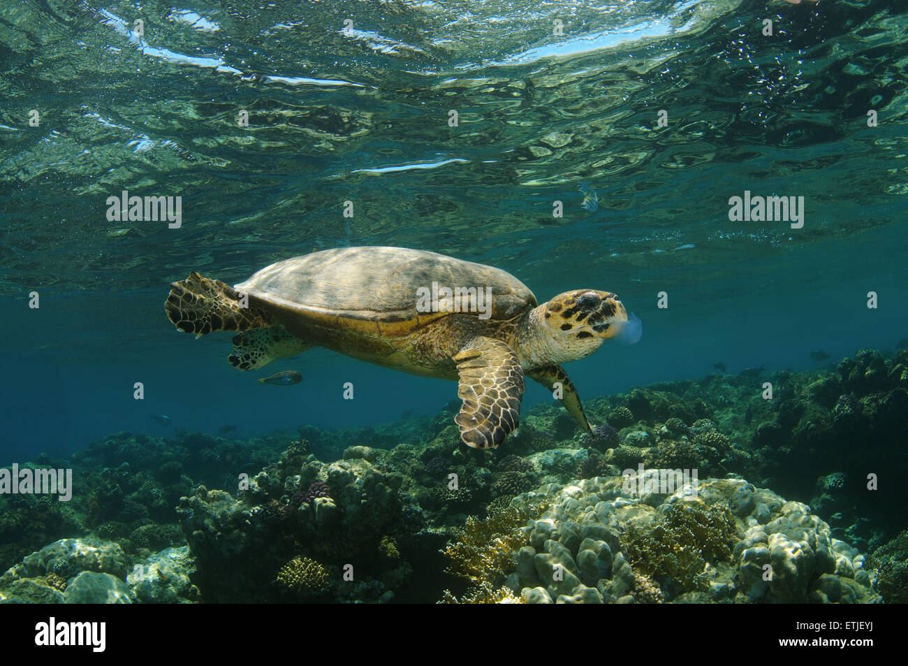 echte Karettschildkröte (Eretmochelys Imbricata) Essen Quallen, Abu Dabab, Marsa Alam, Rotes Meer, Ägypten Stockfoto