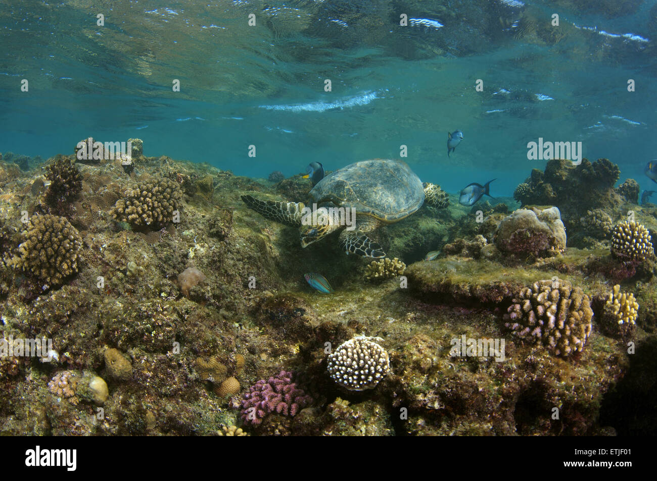 echte Karettschildkröte (Eretmochelys Imbricata) Essen Korallen im Roten Meer, Abu Dabab, Marsa Alam, Ägypten Stockfoto