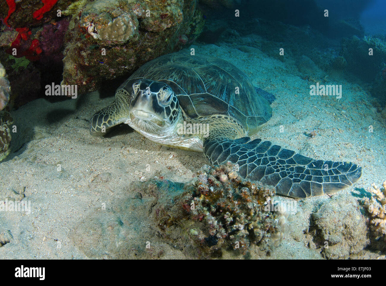 grüne Meeresschildkröte (Chelonia Mydas) schlafen weiter zu einem Korallenriff, Marsa Alam, Rotes Meer, Ägypten, Abu Dabab Stockfoto