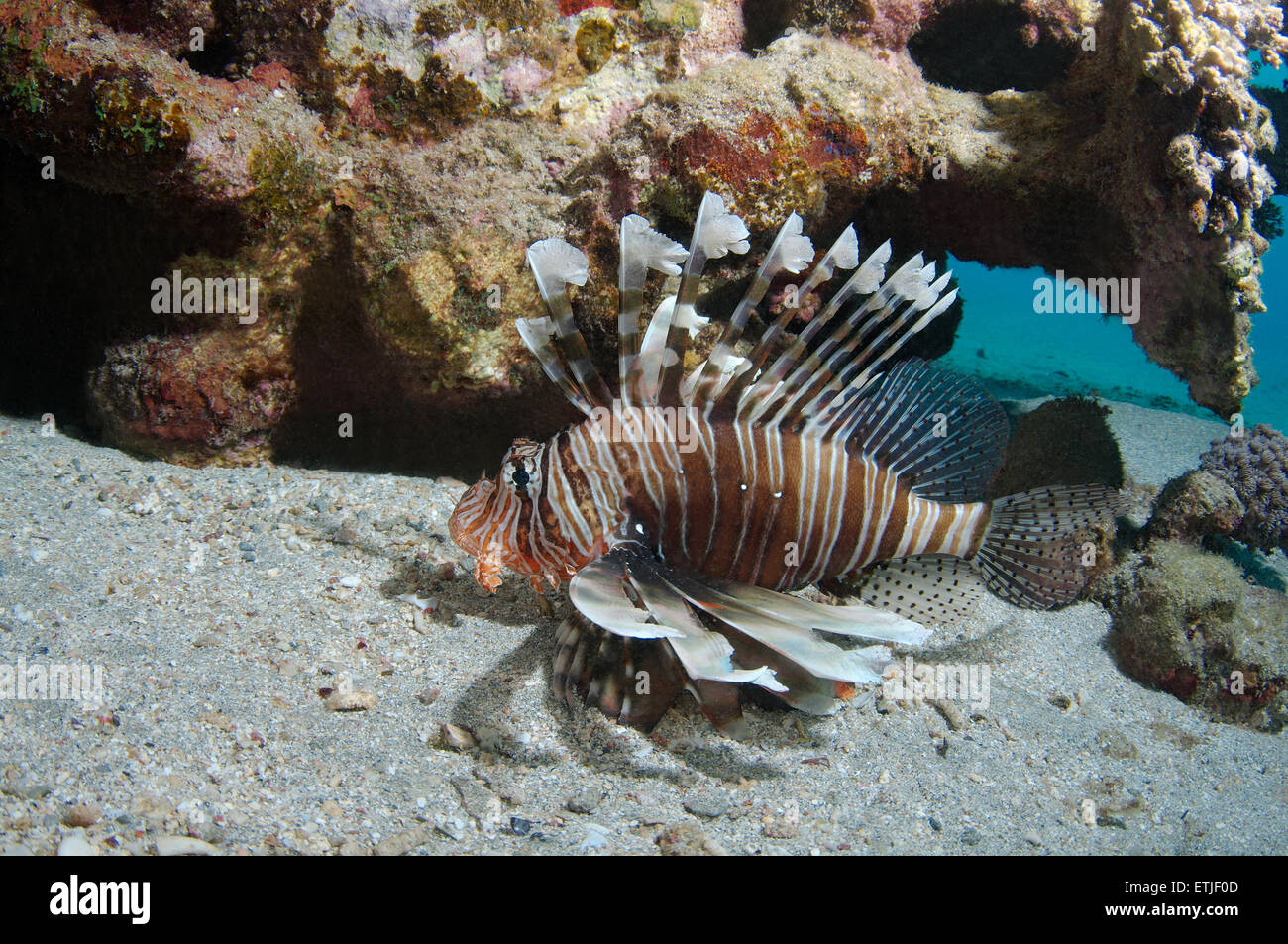 Afrikanische Rotfeuerfische, Deepwater Firefish oder Frillfin Turkeyfish (Pterois Mombasae) Stockfoto