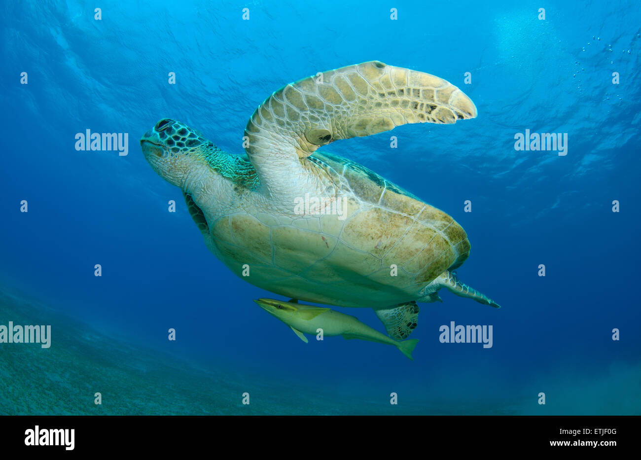 grüne Meeresschildkröte (Chelonia Mydas) schwimmt oben ins Blauwasser, Marsa Alam, Rotes Meer, Ägypten, Abu Dabab Stockfoto