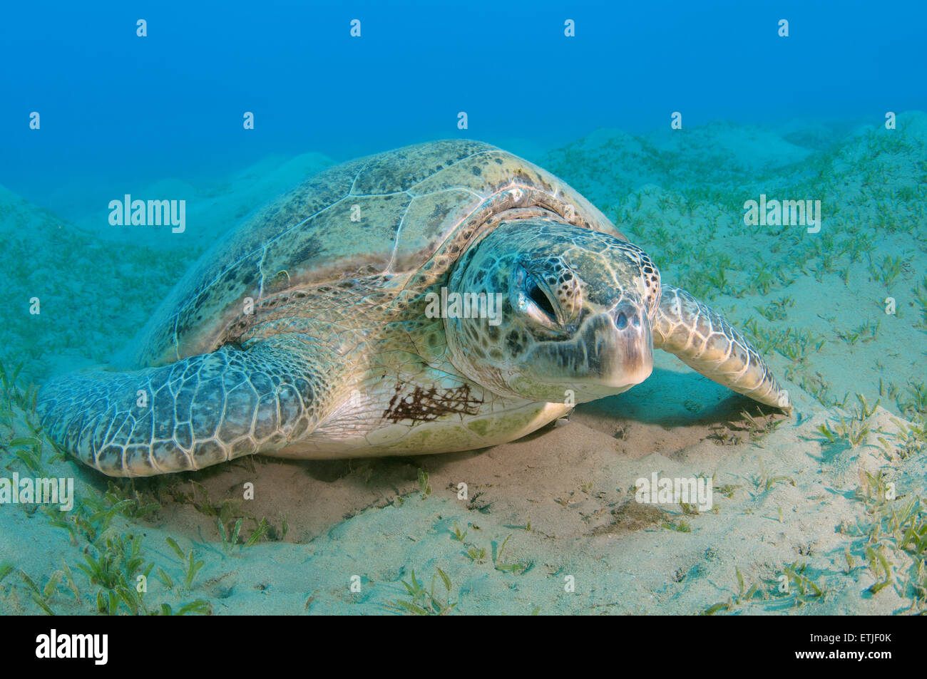 alte grüne Meeresschildkröte (Chelonia Mydas) schlafen auf dem sandigen Boden, Rotes Meer, Marsa Alam, Abu Dabab, Ägypten Stockfoto