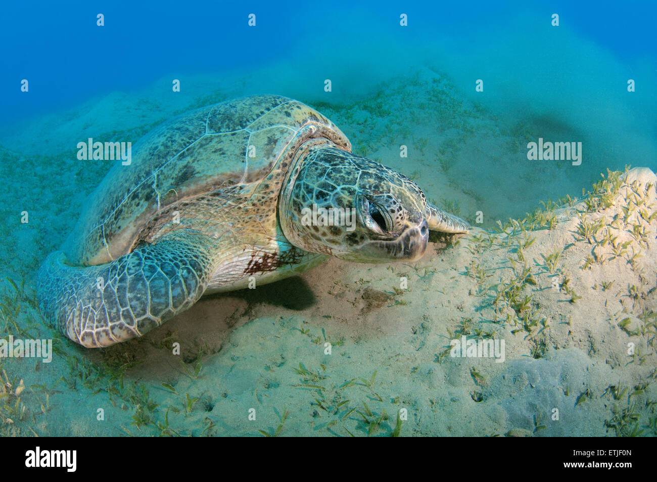 alte grüne Meeresschildkröte (Chelonia Mydas) schlafen auf dem sandigen Boden, Rotes Meer, Marsa Alam, Abu Dabab, Ägypten Stockfoto
