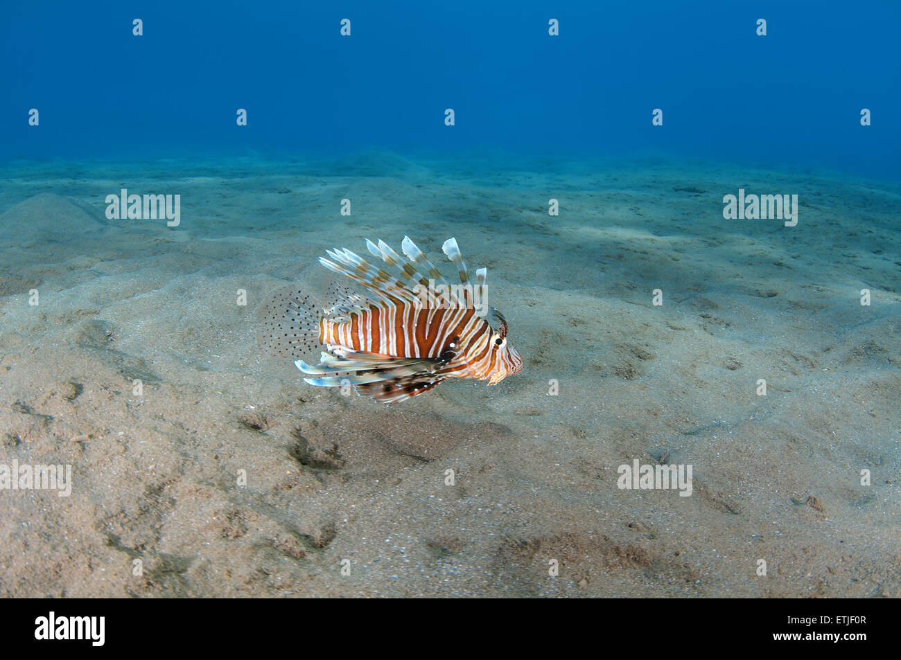 gemeinsamen Rotfeuerfisch oder Teufel Feuerfisch (Pterois Miles), Rotes Meer, Marsa Alam, Abu Dabab, Ägypten Stockfoto