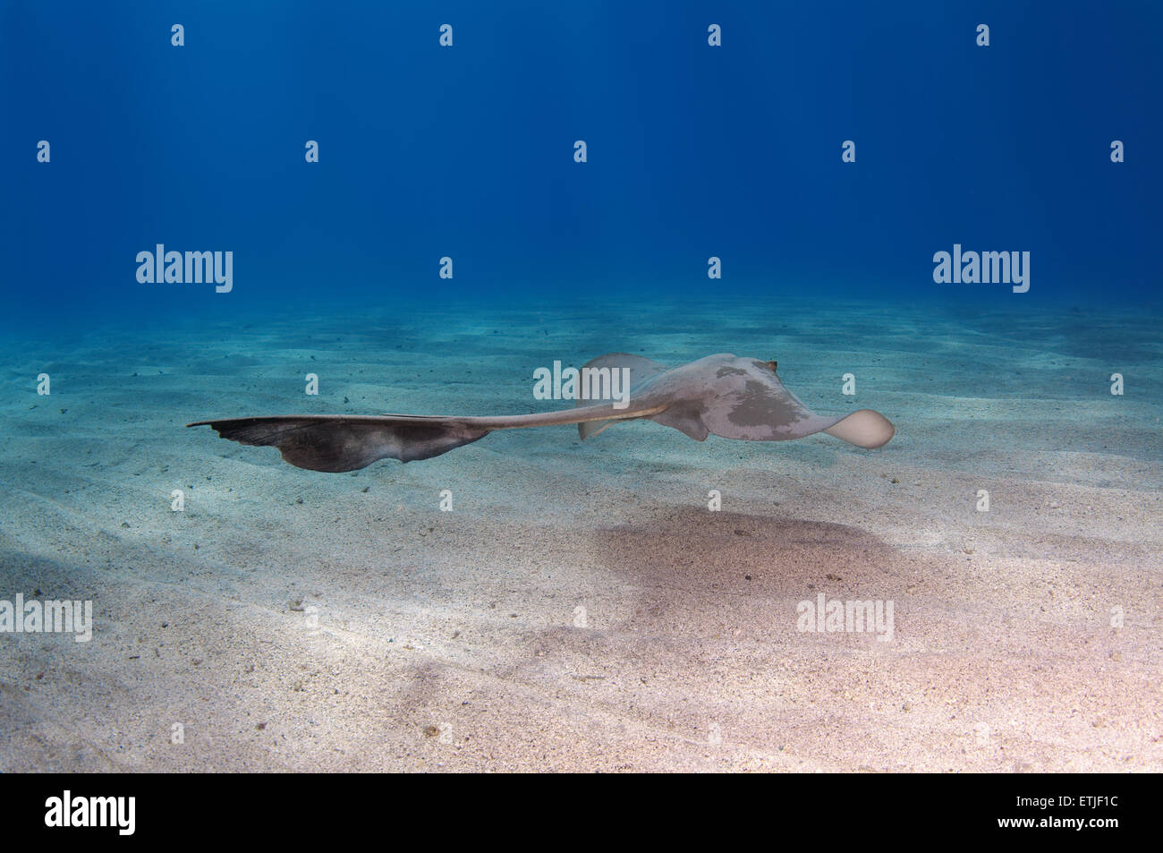 Cowtail Stingray (Pastinachus Sephen) schwimmt über sandigem Untergrund, Rotes Meer, Ägypten, Marsa Alam, Abu Dabab Stockfoto