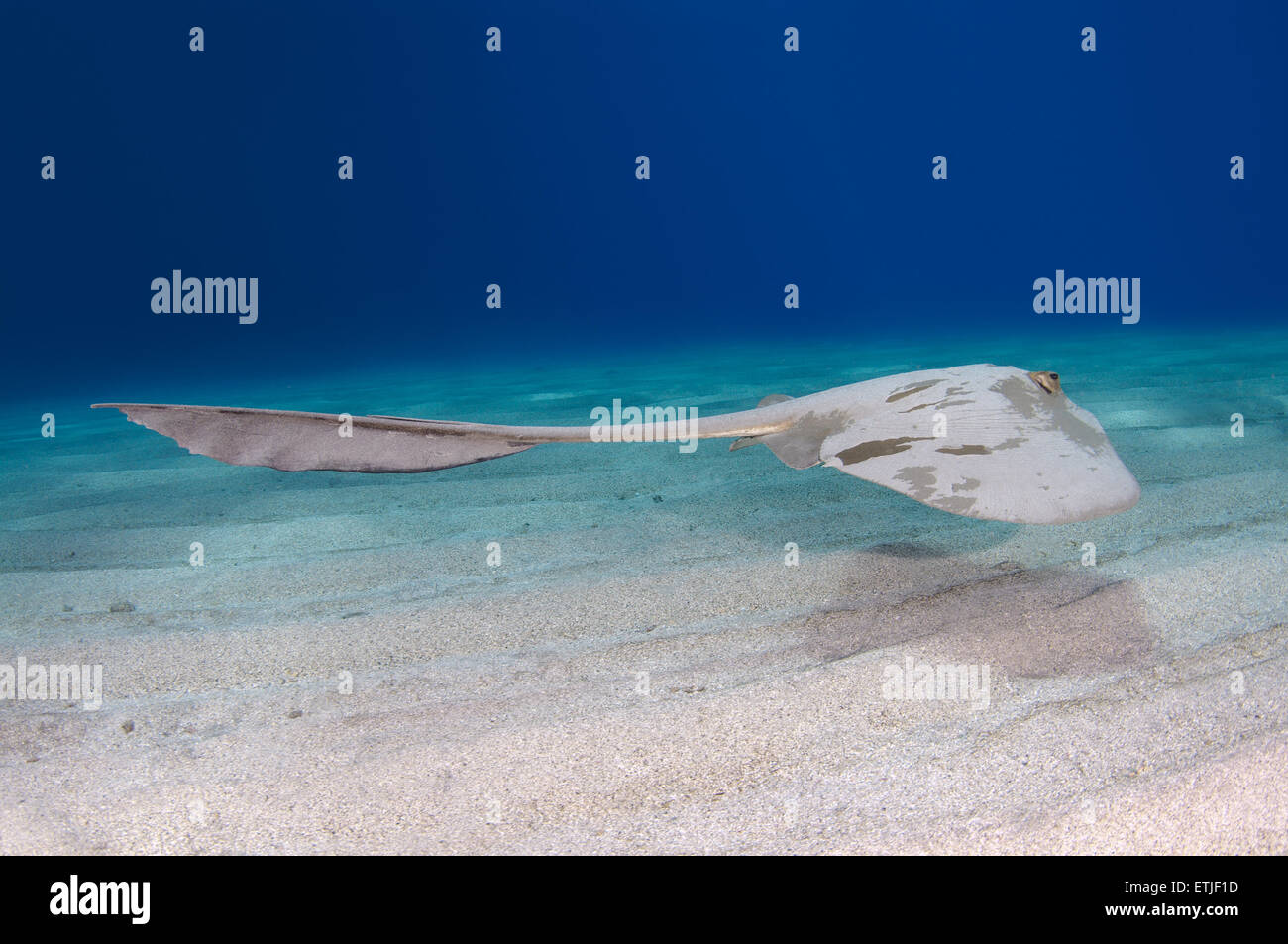 Cowtail Stingray (Pastinachus Sephen) schwimmt über sandigem Untergrund, Rotes Meer, Ägypten, Marsa Alam, Abu Dabab Stockfoto