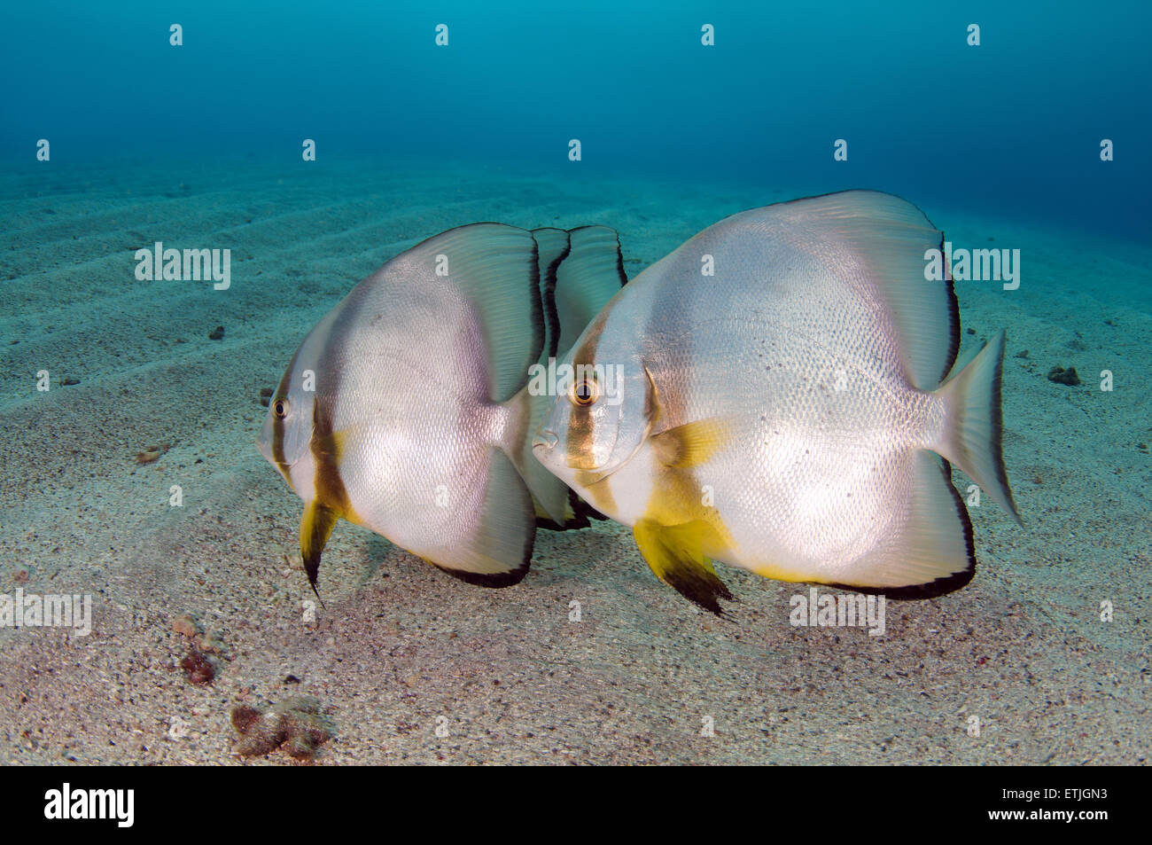 Teira Seefledermaus oder Longfin Fledermausfisch (Platax Teira) auf dem sandigen Boden, Rotes Meer, Marsa Alam, Abu Dabab, Ägypten Stockfoto