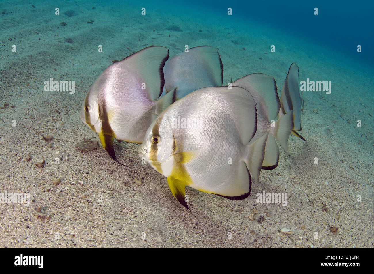 Teira Seefledermaus oder Longfin Fledermausfisch (Platax Teira) auf dem sandigen Boden, Rotes Meer, Marsa Alam, Abu Dabab, Ägypten Stockfoto