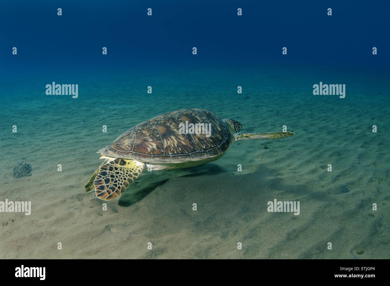grüne Meeresschildkröte (Chelonia Mydas) Essen Seegras auf dem sandigen Boden, Marsa Alam, Rotes Meer, Ägypten, Abu Dabab Stockfoto