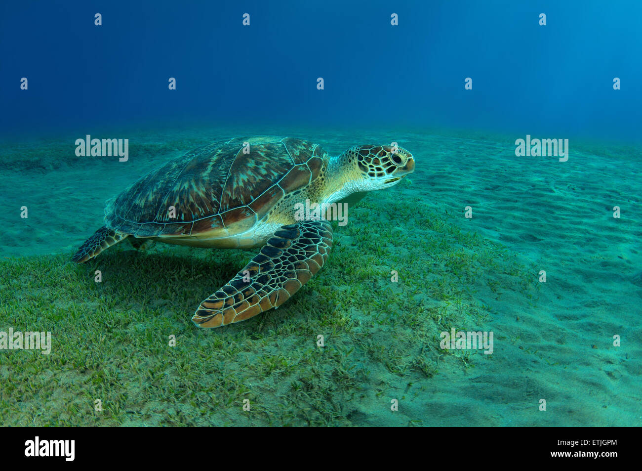 grüne Meeresschildkröte (Chelonia Mydas), Rotes Meer, Marsa Alam, Abu Dabab, Ägypten Stockfoto