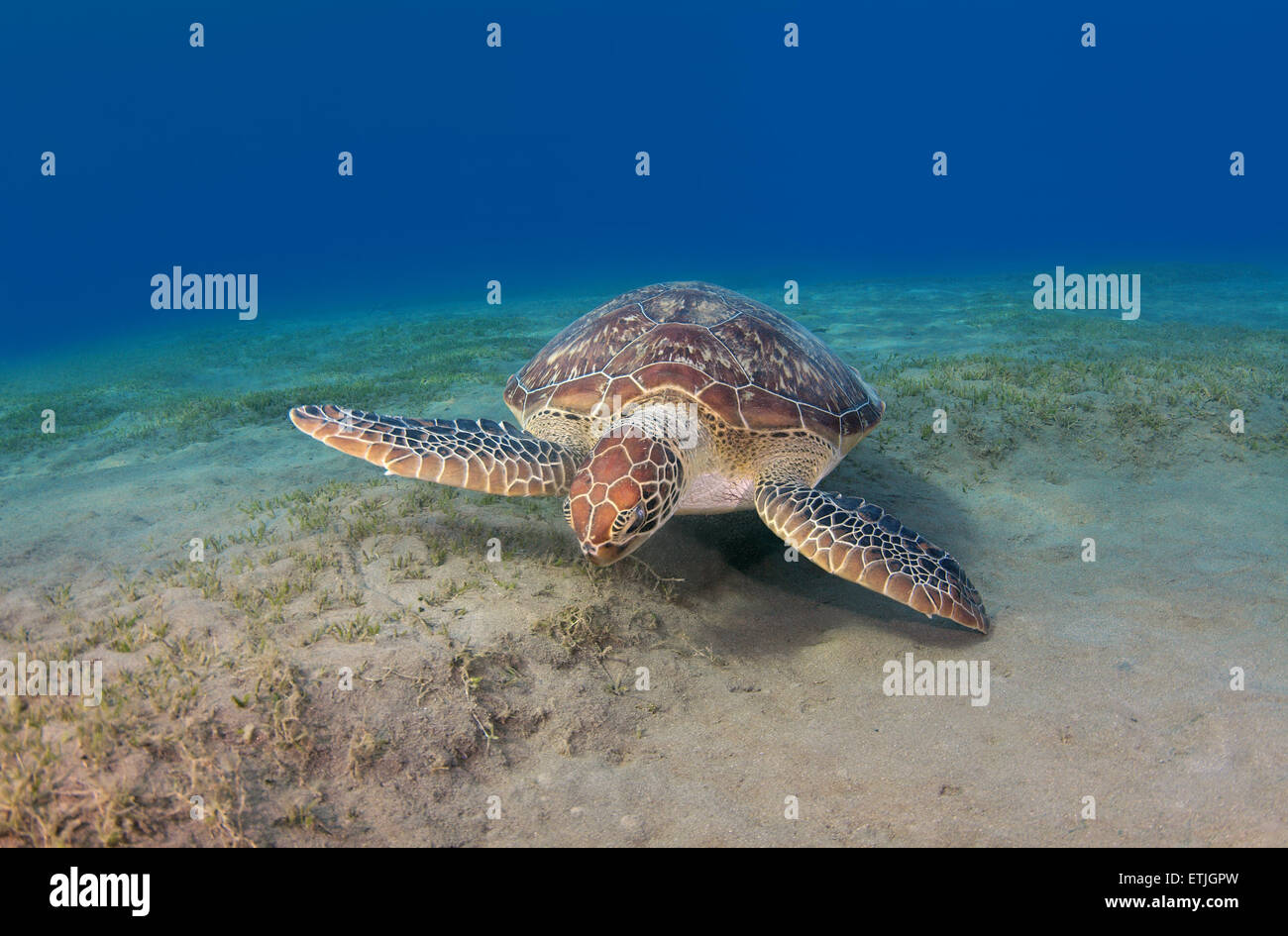 grüne Meeresschildkröte (Chelonia Mydas), Rotes Meer, Marsa Alam, Abu Dabab, Ägypten Stockfoto