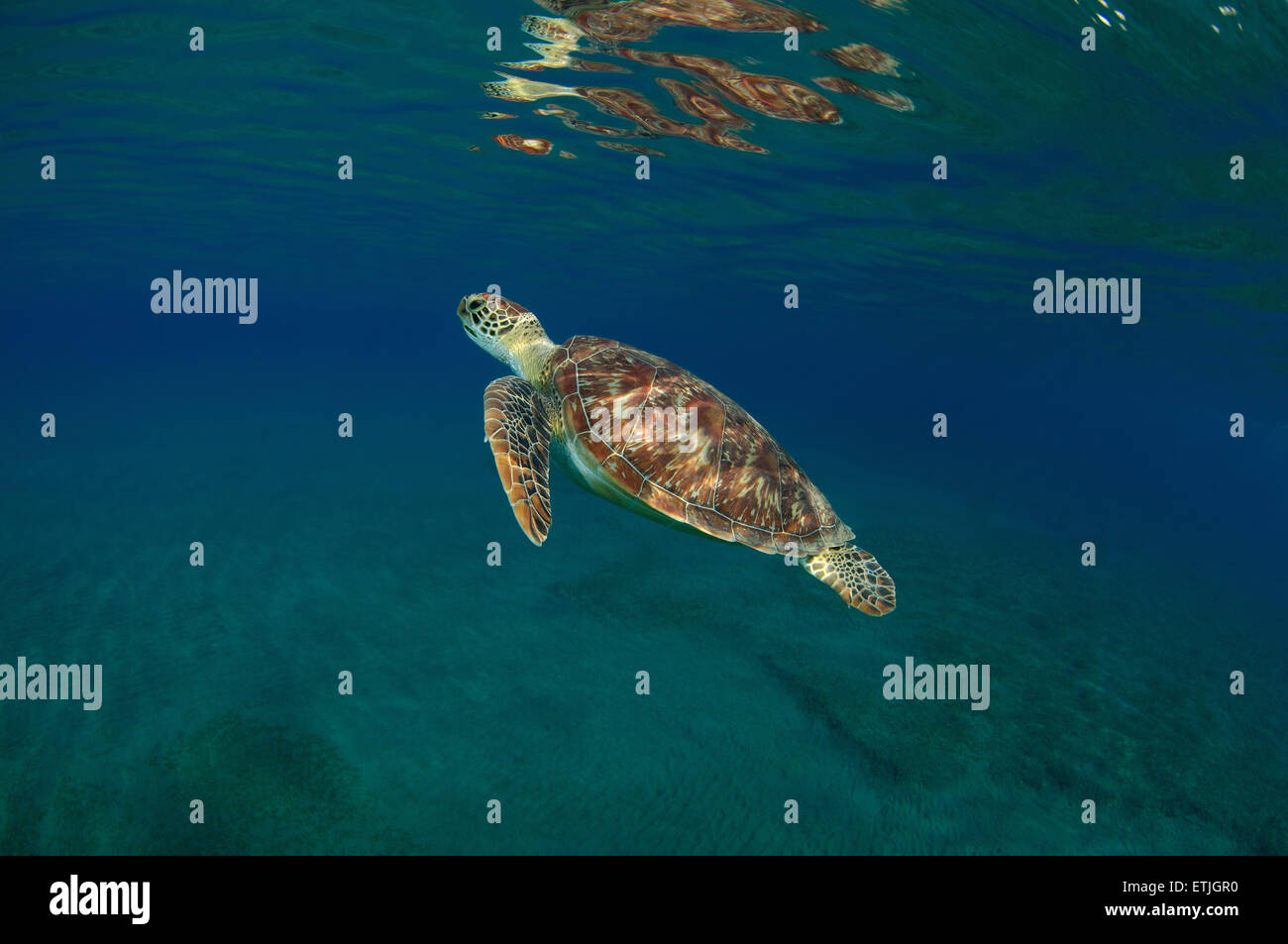 grüne Meeresschildkröte (Chelonia Mydas) schwimmt oben ins Blauwasser, Marsa Alam, Rotes Meer, Ägypten, Abu Dabab Stockfoto