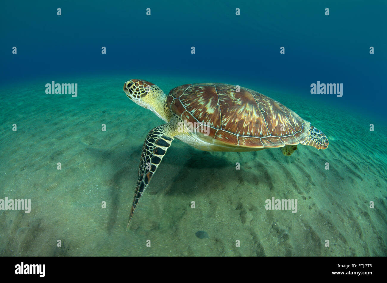 grüne Meeresschildkröte (Chelonia Mydas), Rotes Meer, Marsa Alam, Abu Dabab, Ägypten Stockfoto