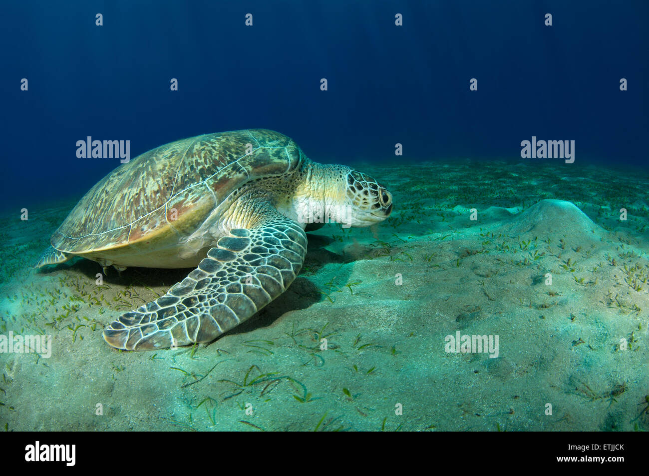 grüne Meeresschildkröte (Chelonia Mydas) Essen Seegras auf dem sandigen Boden, Marsa Alam, Rotes Meer, Ägypten, Abu Dabab Stockfoto