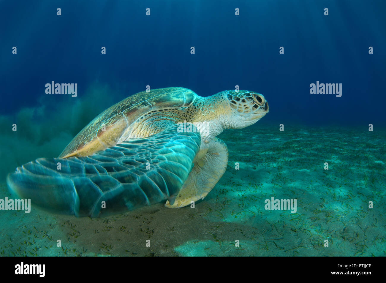 grüne Meeresschildkröte (Chelonia Mydas), Rotes Meer, Marsa Alam, Abu Dabab, Ägypten Stockfoto