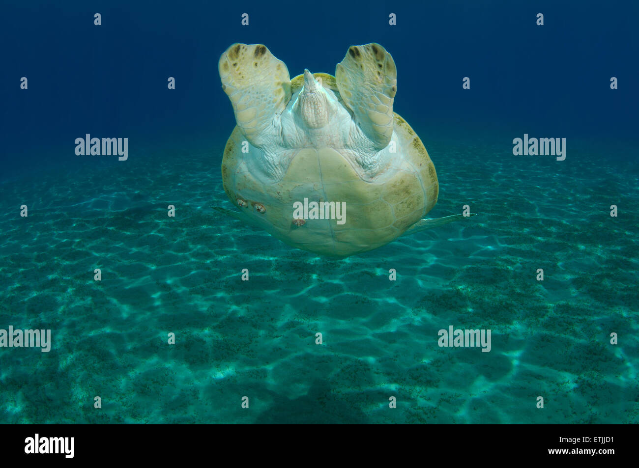 grüne Meeresschildkröte (Chelonia Mydas) taucht auf den Boden, Marsa Alam, Rotes Meer, Ägypten, Abu Dabab Stockfoto