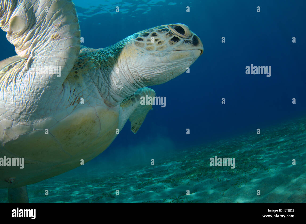 grüne Meeresschildkröte (Chelonia Mydas) schwimmt oben ins Blauwasser, Marsa Alam, Rotes Meer, Ägypten, Abu Dabab Stockfoto