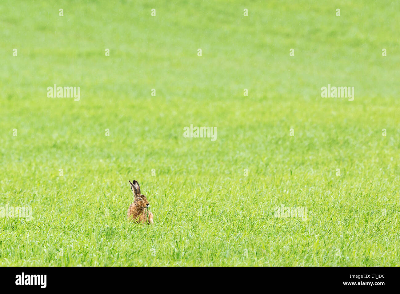Ackerland grasland hase Fotos und Bildmaterial in hoher Auflösung Alamy
