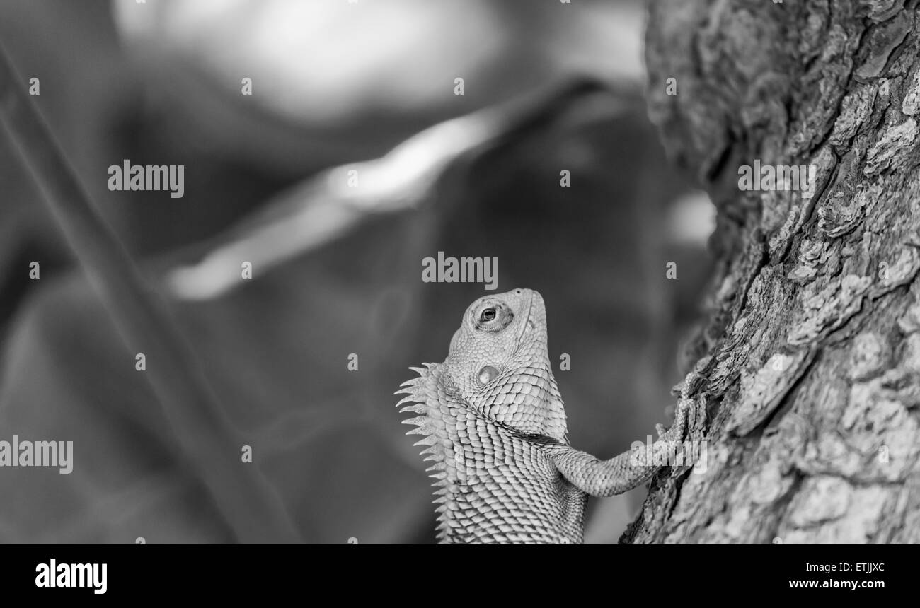 Echse Bartagame (Pogona) Großaufnahme Monochrom Stockfoto