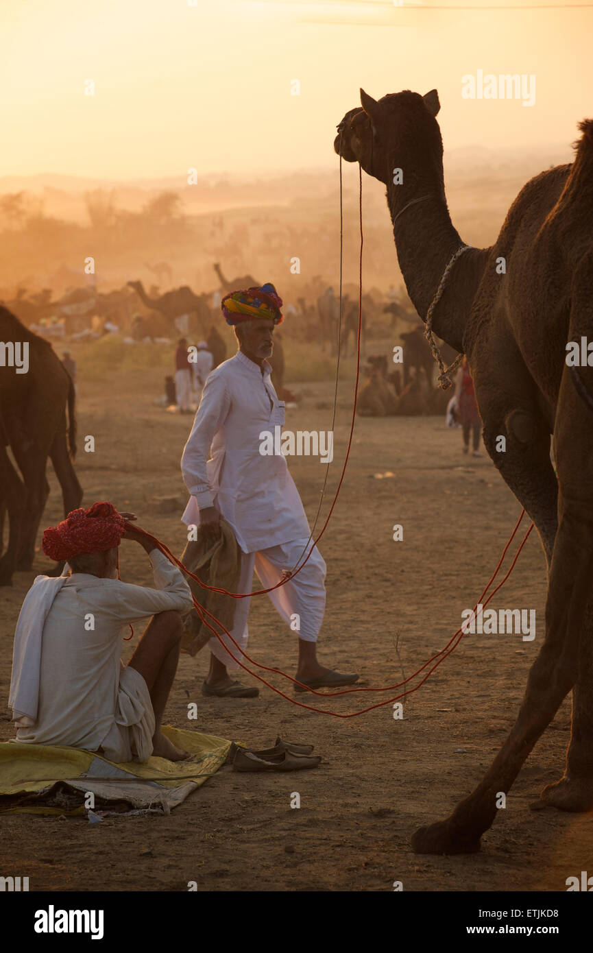 Sonnenuntergang-Szene an der Puskar Camel Fair, Rajasthan, Indien Stockfoto