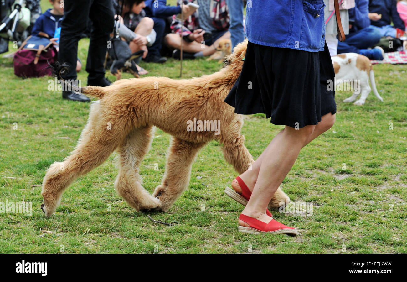 Brighton, UK. 14. Juni 2015. Wandern im Schritt mit ihrem Besitzer ein Afghanischer Windhund in den Wettbewerb-Ring an der jährlichen Rinde in der Park-Hundeausstellung statt im Queens Park in Brighton Credit: Simon Dack/Alamy Live News Stockfoto