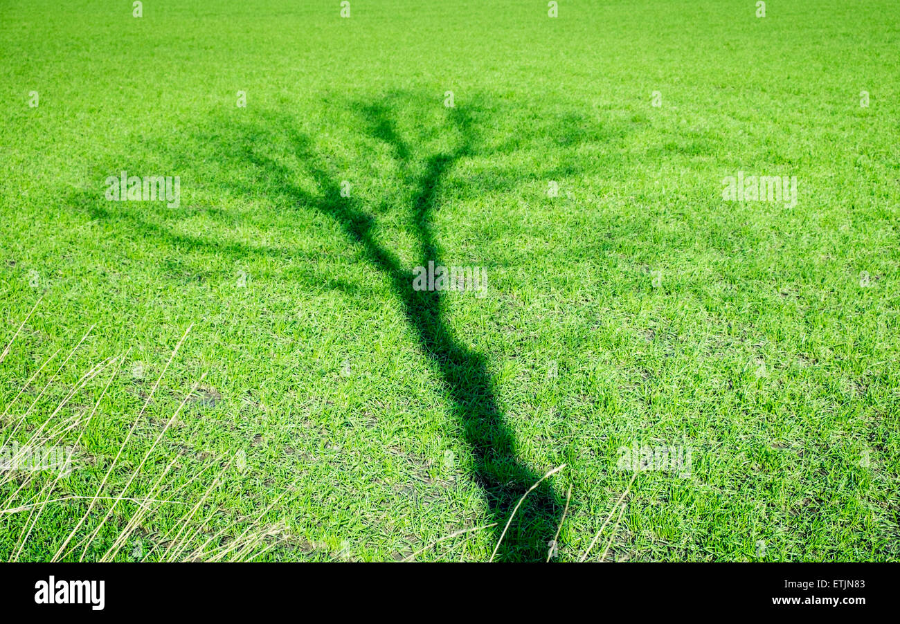 Schatten des einzigen Baumes gegen grüne Wiese Stockfoto