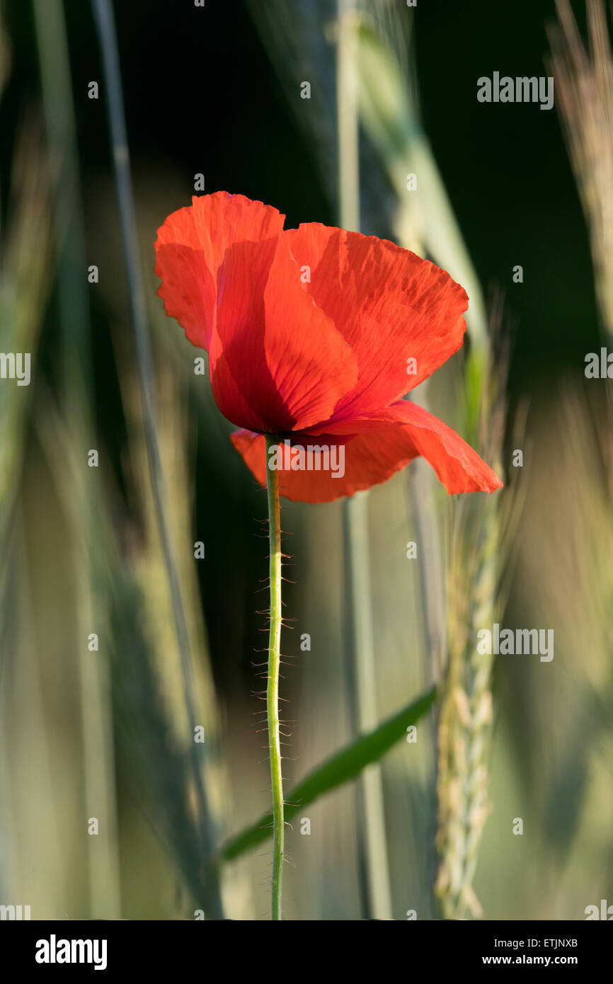 Mohn auf Weizen Feld Hintergrund am Morgen Stockfoto