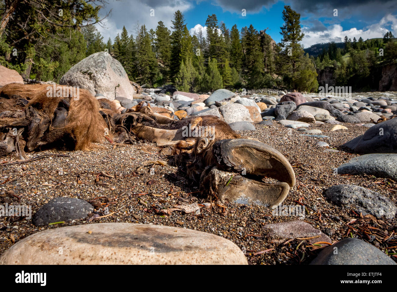 Die Überreste von einem Bison verfallenden neben dem Yellowstone River in Montana. Stockfoto